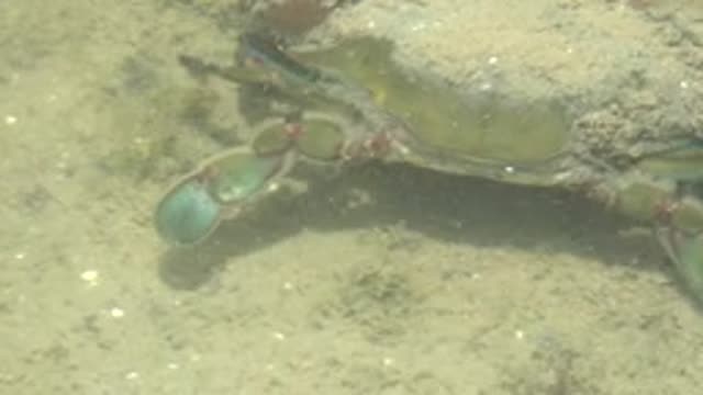 GUERRERO NEGRO BCS MEXICO-2022: Underwater Crab Moving on Sandy Seabed