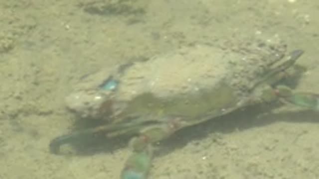GUERRERO NEGRO BCS MEXICO-2022: Underwater Crab Crawling on Sandy Seabed