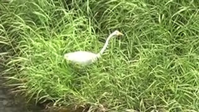 MULEGE BCS MEXICO-2022: White Heron Moving Through Tall Grass by Water