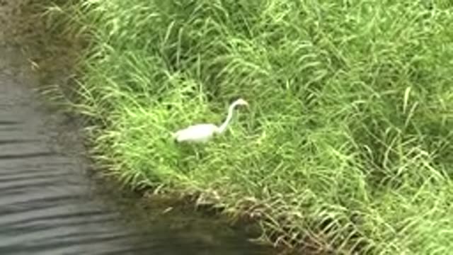 MULEGE BCS MEXICO-2022: White Heron Stands in Tall Grass by Water