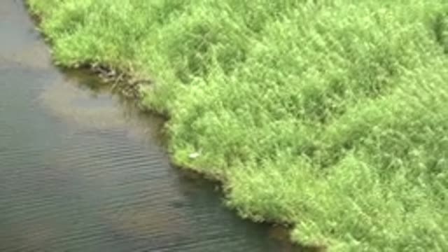 MULEGE BCS MEXICO-2022: A Riverbank with Green Reeds and a Bird Taking Flight