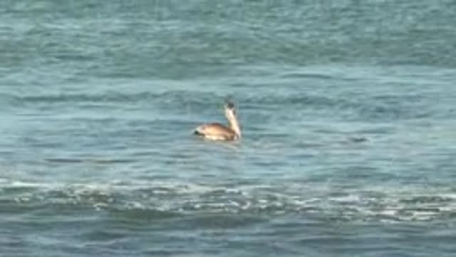 LA BOCANA BCS MEXICO-2022: Pelican Swimming in Calm Ocean Waters