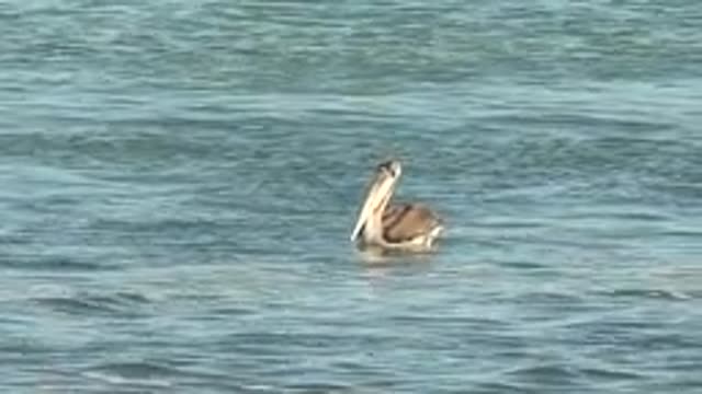 LA BOCANA BCS MEXICO-2022: Pelican Swimming and Spreading Wings in Water