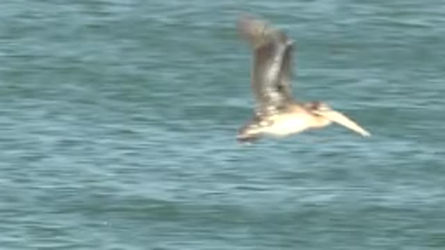 LA BOCANA BCS MEXICO-2022: Seabird Flapping Wings Over Ocean Surface