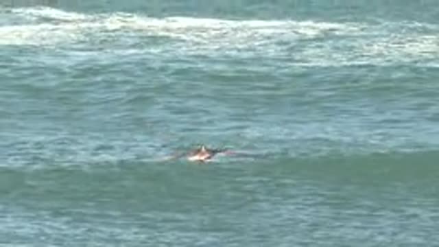 LA BOCANA BCS MEXICO-2022: Seabird Gliding over Ocean Waves