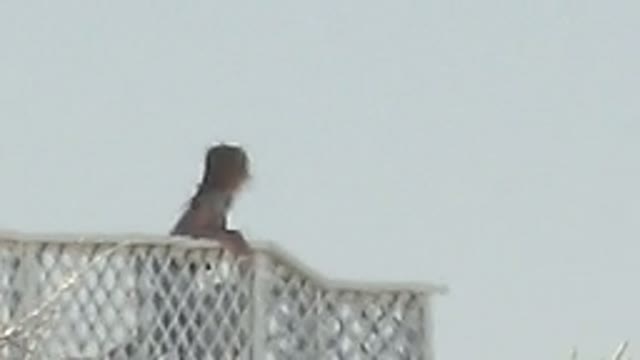 LA BOCANA BCS MEXICO-2022: Person on Lattice Fence Moving and Turning