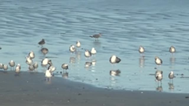 LA BOCANA BCS MEXICO-2022: Flock of Shorebirds Wading in Shallow Beach Water