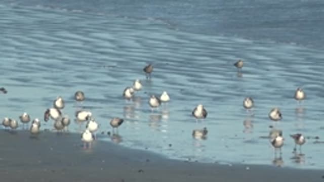 LA BOCANA BCS MEXICO-2022: Seagulls Wading in Shallow Coastal Water