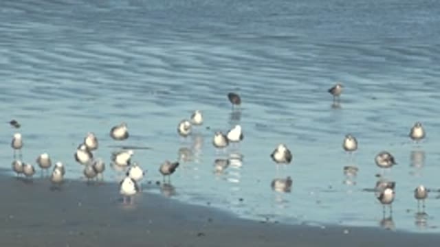 LA BOCANA BCS MEXICO-2022: Seagulls Wading in Shallow Beach Water