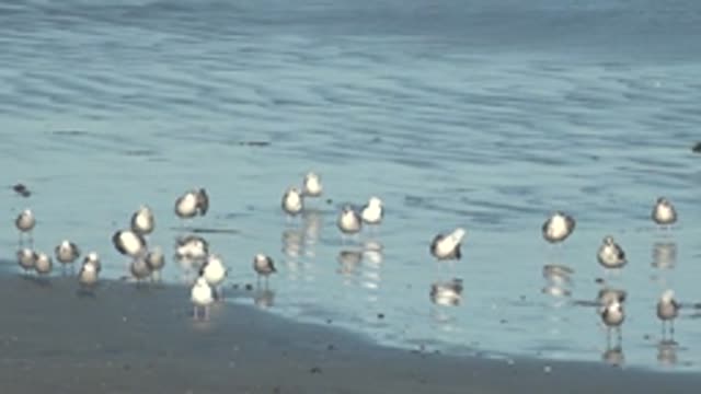 LA BOCANA BCS MEXICO-2022: Seagulls Shifting and Preening on Wet Beach