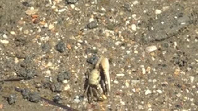 GUERRERO NEGRO BCS MEXICO-2022: Crab Crawling on Sandy and Pebbled Ground with Moving Plant Stem