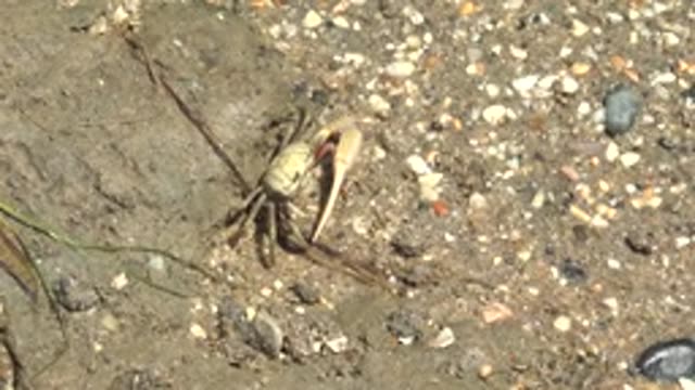 GUERRERO NEGRO BCS MEXICO-2022: Crab Crawling on Sandy Pebbly Shore