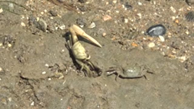 GUERRERO NEGRO BCS MEXICO-2022: Fiddler Crabs Moving on Sandy Shore with Pebbles