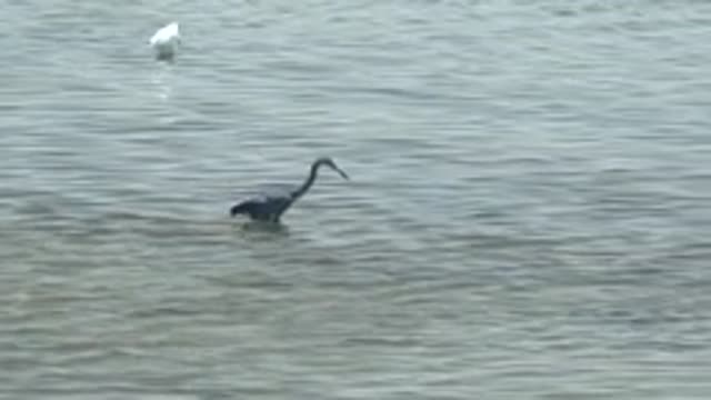 GUERRERO NEGRO BCS MEXICO-2022: Heron Wading in Shallow Water As White Bird Departs