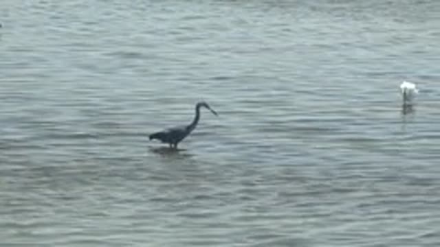 GUERRERO NEGRO BCS MEXICO-2022: Two Wading Birds in Shallow Water