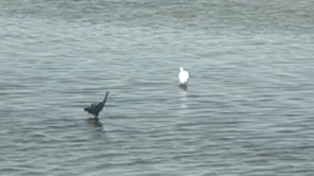 GUERRERO NEGRO BCS MEXICO-2022: Two Wading Birds Foraging in Shallow Water