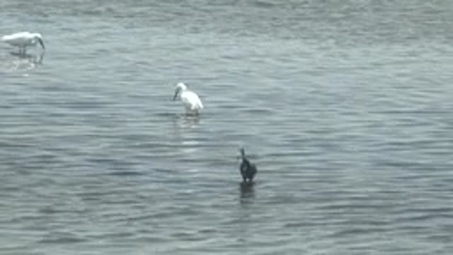 GUERRERO NEGRO BCS MEXICO-2022: Wading Birds Foraging in Calm Shallow Water