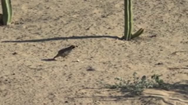 SAN CARLOS BCS MEXICO-2022: Desert Roadrunner Walking on Sandy Ground