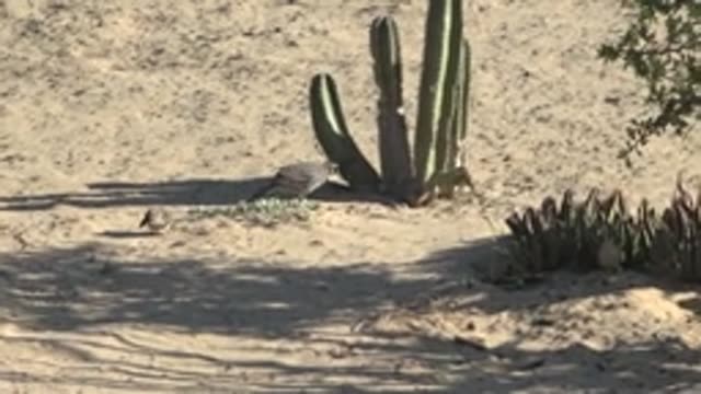 SAN CARLOS BCS MEXICO-2022: Desert Bird Moving near Cacti and Succulents