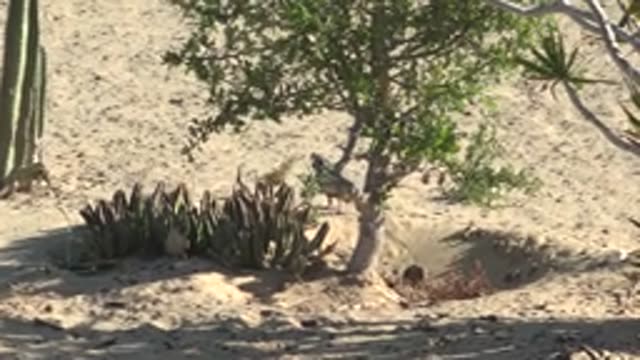 SAN CARLOS BCS MEXICO-2022: Birds Flying and Perching near a Desert Tree