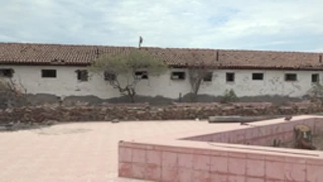 MULEGE BCS MEXICO-2022: Swaying Tree in Courtyard with White Building