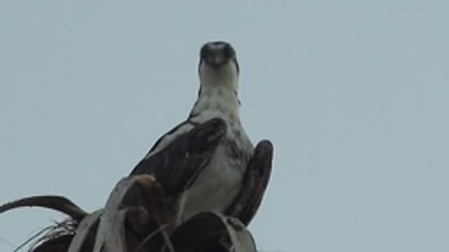 MULEGE BCS MEXICO-2022: Hawk Perched on Branch Turning Head