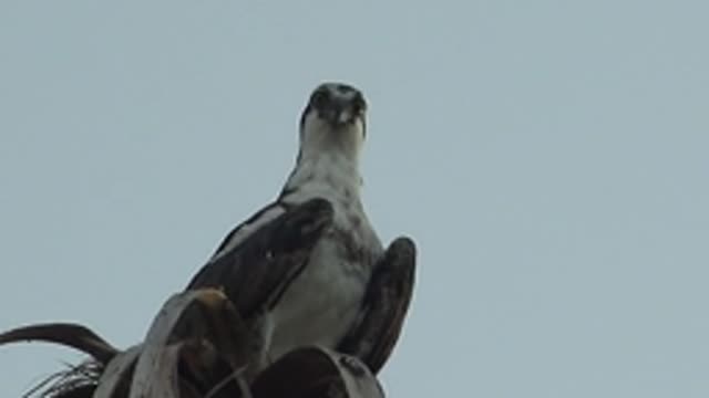 MULEGE BCS MEXICO-2022: Hawk Perched on Branch Turning Head
