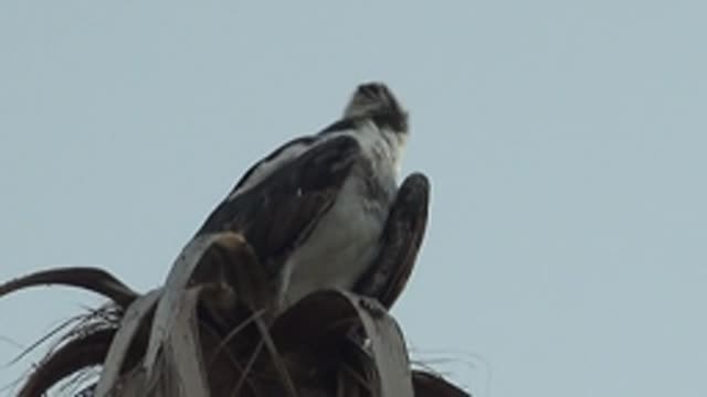 MULEGE BCS MEXICO-2022: Frigatebird Preening While Perched on Palm Fronds