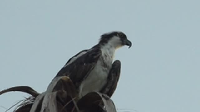 MULEGE BCS MEXICO-2022: Hawk Perched on Palm Frond, Head Turning Slowly