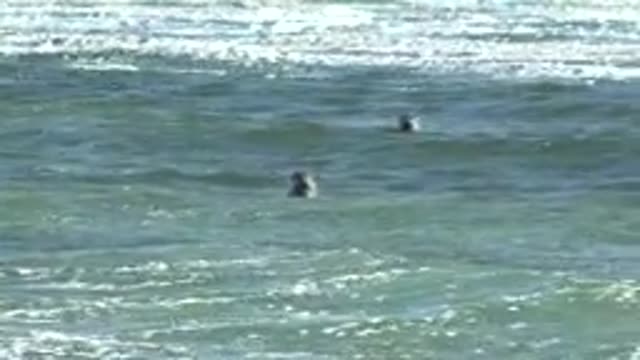 LA BOCANA BCS MEXICO-2022: Seals Surfacing in Ocean Waves
