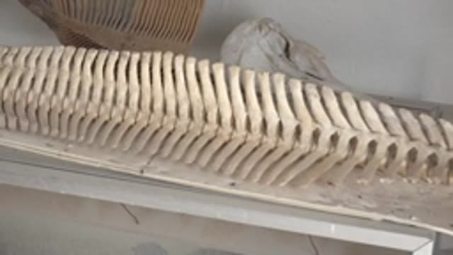 MULEGE BCS MEXICO-2022: Fossilized Spine Display in Museum Case