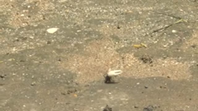 GUERRERO NEGRO BCS MEXICO-2022: Hermit Crab Carrying Shell on Sandy Shore