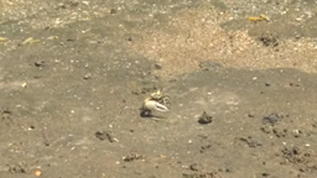 GUERRERO NEGRO BCS MEXICO-2022: Small Crab Crawling on Sandy Shore