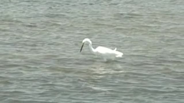 GUERRERO NEGRO BCS MEXICO-2022: White Spoonbill Foraging in Shallow Water
