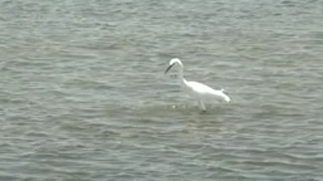 GUERRERO NEGRO BCS MEXICO-2022: White Egret Wading in Shallow Water