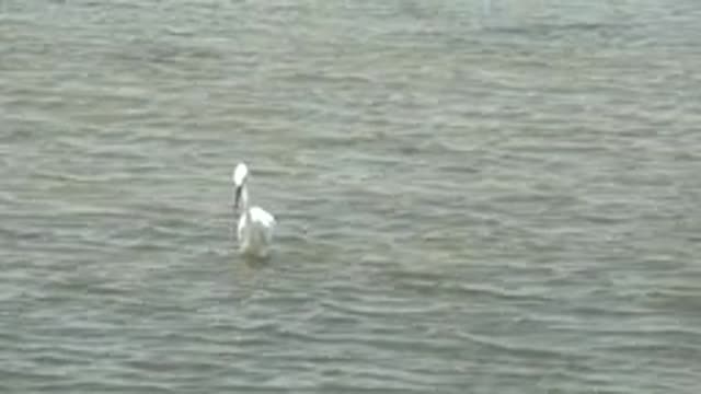 GUERRERO NEGRO BCS MEXICO-2022: White Pelican Dives and Feeds in Shallow Water