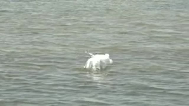 GUERRERO NEGRO BCS MEXICO-2022: White Pelican Diving and Surfacing in Water