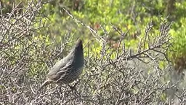 SAN CARLOS BCS MEXICO-2022: Quail Perched on a Thorny Bush