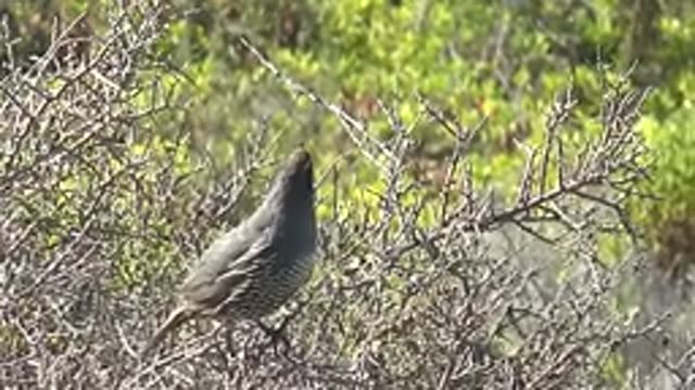 SAN CARLOS BCS MEXICO-2022: Quail Perched on a Thorny Bush