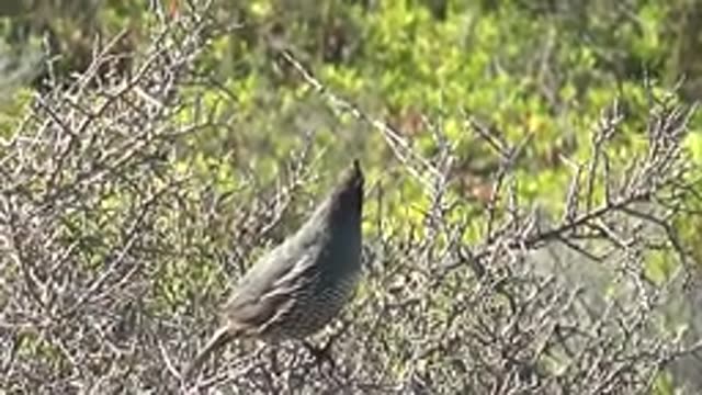SAN CARLOS BCS MEXICO-2022: Quail Perched on a Bush Calls and Looks Upward