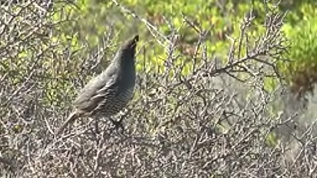 SAN CARLOS BCS MEXICO-2022: Quail Perched on a Bush Calling