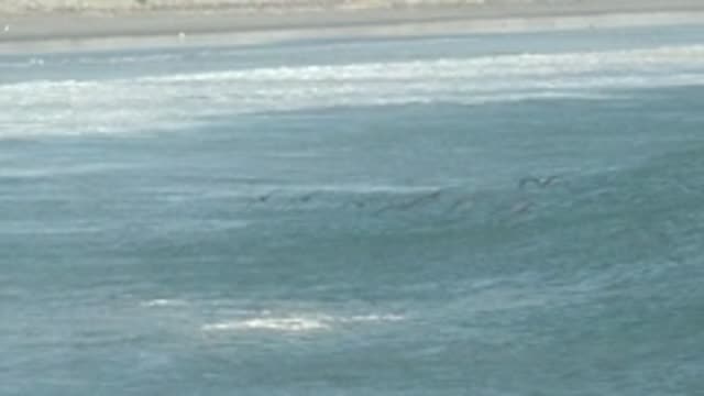 LA BOCANA BCS MEXICO-2022: Seabirds Flying over Ocean Waves near Beach