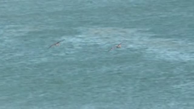 LA BOCANA BCS MEXICO-2022: Seabirds Gliding over Ocean Surface