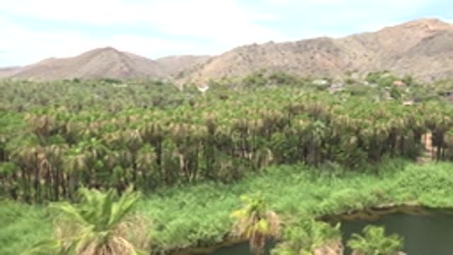 MULEGE BCS MEXICO-2022: Palm Grove and River in Mountain Valley