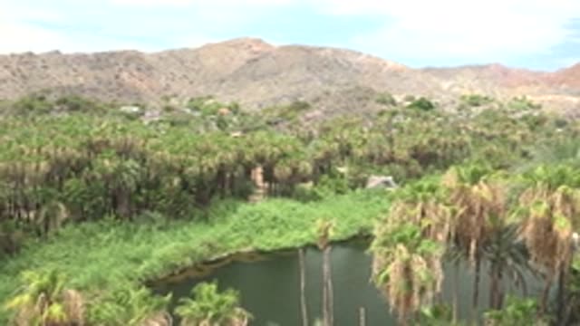 MULEGE BCS MEXICO-2022: Palm Tree Oasis with Mountain Backdrop