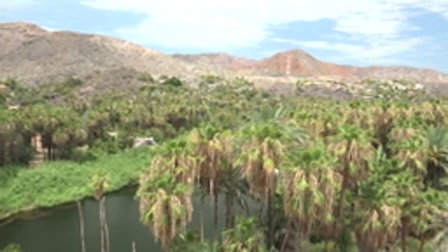 MULEGE BCS MEXICO-2022: Palm Grove Along Waterway with Mountain Background