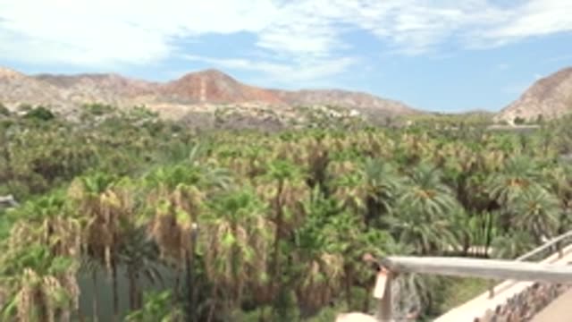 MULEGE BCS MEXICO-2022: Palm Grove with Mountain Backdrop From Balcony