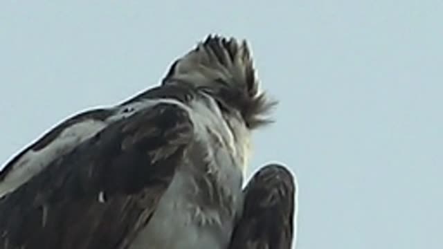 MULEGE BCS MEXICO-2022: Close-Up of Bird Preening Feathers
