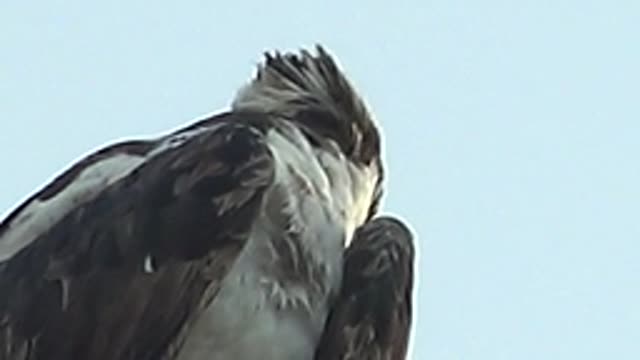 MULEGE BCS MEXICO-2022: Raptor Preening and Head Movements