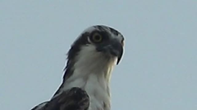 MULEGE BCS MEXICO-2022: Raptor's Head Turning and Feather Motion
